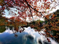 -上海共青森林公园