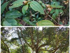 -闽粤南澳总镇府