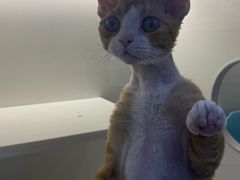 -小猫来了·猫舍(红山六九七九店)