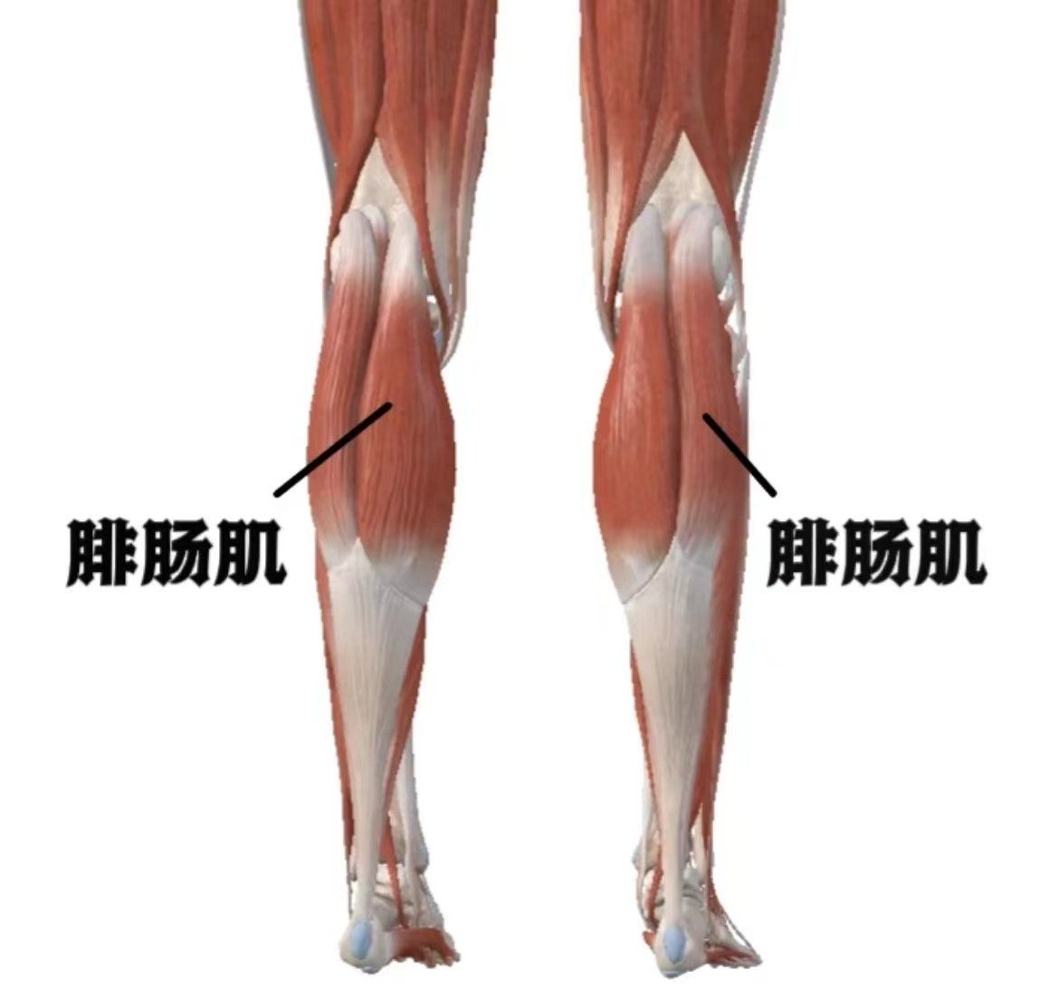 腓肠肌
属于小腿后群肌肉,比目鱼肌表面,紧贴于皮下,俗称"小腿肚子"