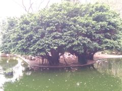 -九龙公园