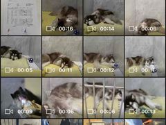 -北京派仕佳德动物医院·超导核磁·CT·神经科·骨科·内外科·急重症管理中心