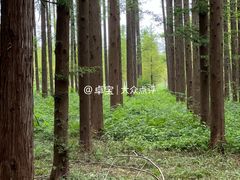 -黄海国家森林公园