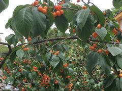 -云里小坐·小院里·团建·宴请·下午茶(三圣乡店)