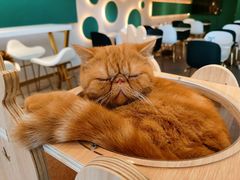 -飞行喵MR PILOT|猫舍·猫咖(静安大融城店)