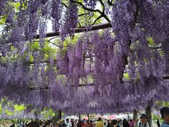-嘉定紫藤园