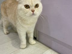 -喵的天空名猫咖啡馆·撸猫·猫舍·用品