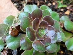 -福照楼汽锅鸡·云南特色菜(万达广场店)