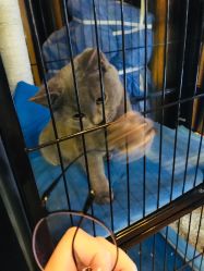 -飛凡TATTOO纹身•原创