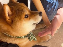 -逗柴咖啡屋·狗咖猫咖宠物桌游