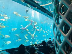 -瑞德姆美人鱼海底演艺主题餐厅(亚龙湾店)