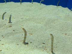 -上海海洋水族馆