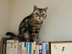 -有猫主题·治愈系猫咖(曾厝垵店)