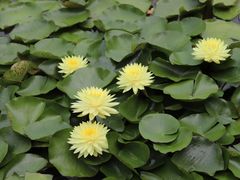 -国家植物园南园