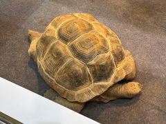 -上海跨国采购会展中心