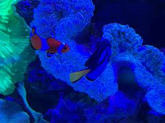 -上和臻品中国菜(花园街店)