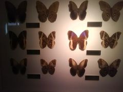 -上海昆虫博物馆