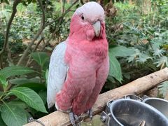 -南宫五洲植物乐园