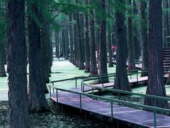 -渌洋湖湿地公园