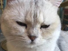 -喵屿·大理花园猫咖