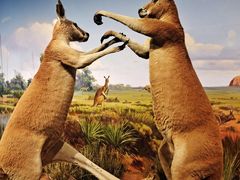 -陕西自然博物馆