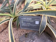 -汉拿树木园