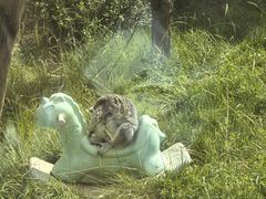 -青藏高原野生动物园