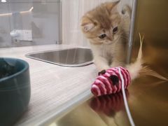 -飞行喵MR PILOT|猫舍·猫咖(静安大融城店)