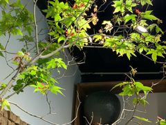 -自由生长植物工作室(深港花卉中心店)