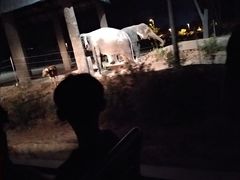 -清迈夜间动物园