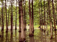 -桤木河湿地公园