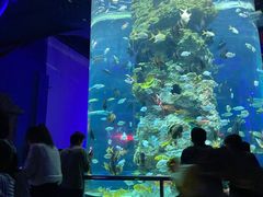 -芜湖新华联大白鲸海洋公园