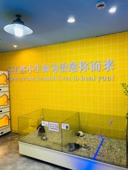 -神奇动物撸宠馆·羊驼·小浣熊·异宠(豫园店)