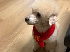 -芭比堂动物医院·24小时·眼科中心(深圳中心)