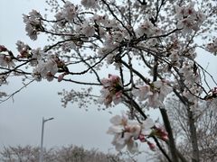 -羊山湖公园