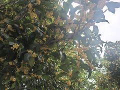 -壹笑茶庄·农家菜土菜杭帮菜