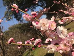 -苏州上方山国家森林公园