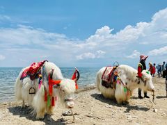 -青海湖国家重点风景名胜区