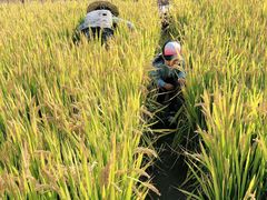 -溱湖国家湿地公园