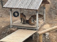 -石家庄市动物园