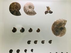 -青岛贝壳博物馆