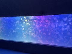-左海海底世界