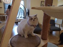 -滚猫咖啡·猫咖·猫友好撸猫(未来城店)