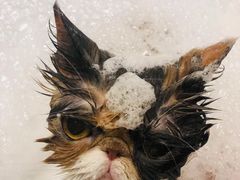 -PETKIT小佩宠物(古北店)