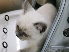 -宠颐生猫科·内科皮肤科(西平世纪城店)