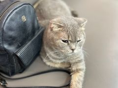 -喵园·猫主题咖啡厅·撸猫·猫咖(国贸店)