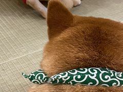 -逗柴咖啡屋·狗咖猫咖宠物桌游
