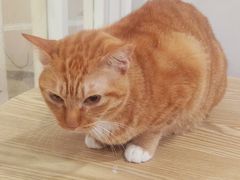 -楼上猫咖(罗湖店)