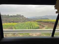 -桑洲油菜花景区