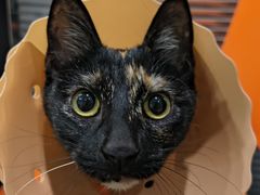 -伟伟宠物医院·CT影像中心·瑞派犬猫综合性门诊(汉口总院)